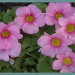Oxalis purpurea