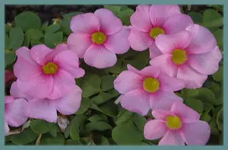 Oxalis purpurea