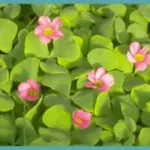 Oxalis purpurea — trefle