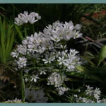 Allium subhirsutum