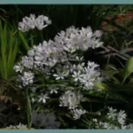 Allium subhirsutum