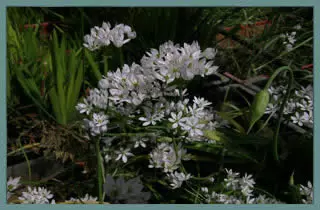 Allium subhirsutum