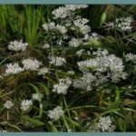 Allium subhirsutum — ail