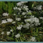 Allium subhirsutum — ail