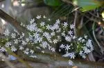Allium subhirsutum — grandiflorum
