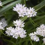 Allium subhirsutum — Naple