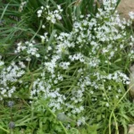 Allium subhirsutum — allium