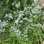 Allium subhirsutum — allium