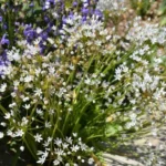 Allium subhirsutum — subhirsutum