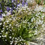 Allium subhirsutum — subhirsutum