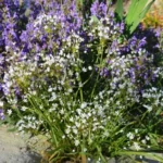 Allium subhirsutum — photo 7