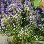 Allium subhirsutum — photo 7