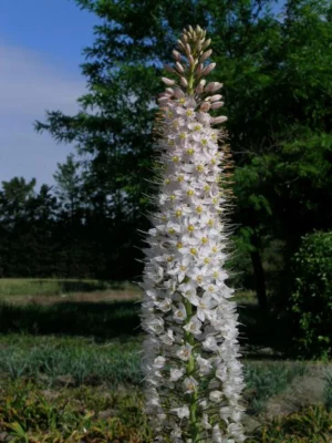 Eremurus himalaicus