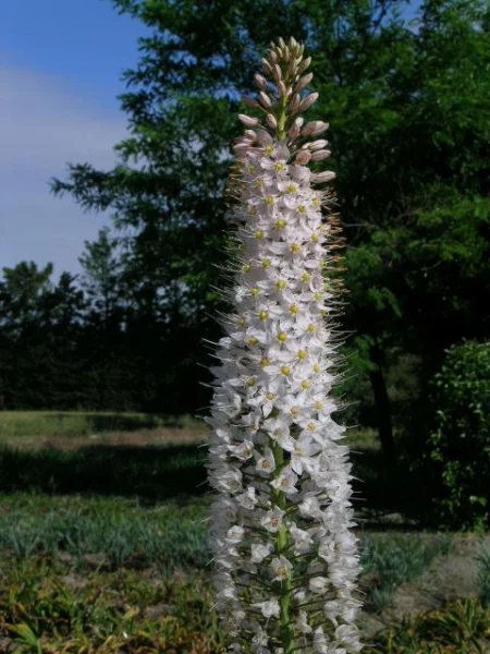 Eremurus himalaicus