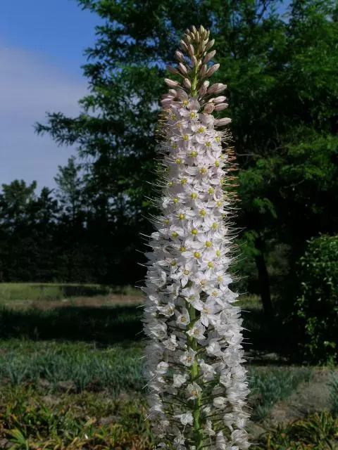 Eremurus himalaicus
