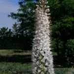 Eremurus himalaicus