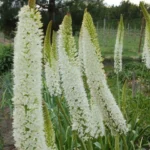 Eremurus himalaicus — foxtail