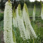 Eremurus himalaicus — foxtail