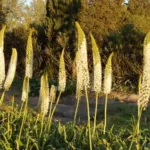 Eremurus himalaicus — desert