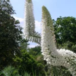 Eremurus himalaicus — needle