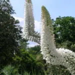 Eremurus himalaicus — needle