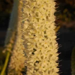 Eremurus himalaicus — candle