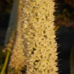 Eremurus himalaicus — candle
