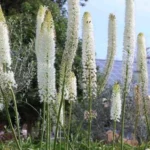 Eremurus himalaicus — cleopatra