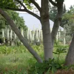 Eremurus himalaicus — himalaicus