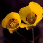 Calochortus luteus