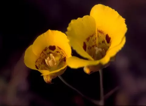 Calochortus luteus