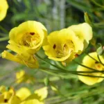 Calochortus luteus — tulip