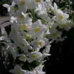 Narcissus tazetta Grand Primo