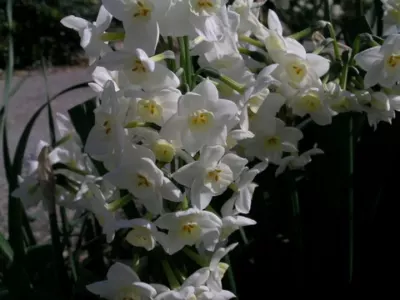 Narcissus tazetta Grand Primo