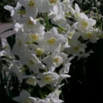Narcissus tazetta Grand Primo