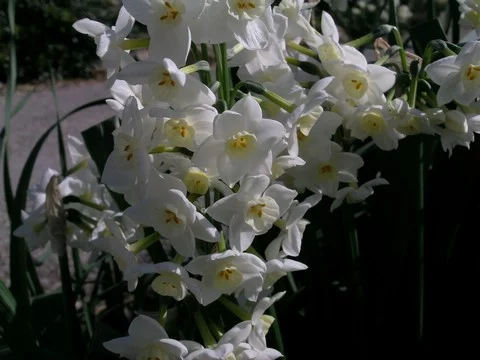 Narcissus tazetta Grand Primo