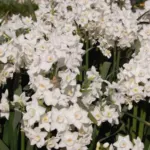 Narcissus tazetta Grand Primo — Narcissus