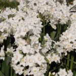Narcissus tazetta Grand Primo — photo 2