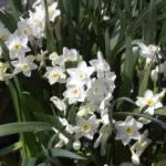 Narcissus tazetta Grand Primo — tazetta