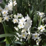 Narcissus tazetta Grand Primo — photo 3