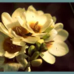 Ixia lutea