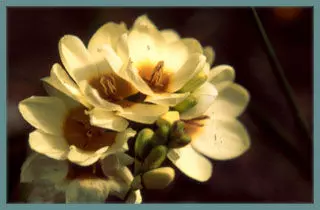 Ixia lutea