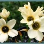 Ixia lutea — photo 2