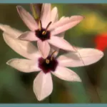 Ixia lutea — photo 3