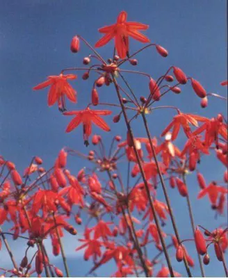 Bessera elegans
