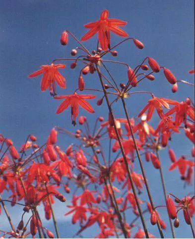 Bessera elegans