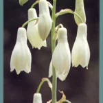 Galtonia candicans