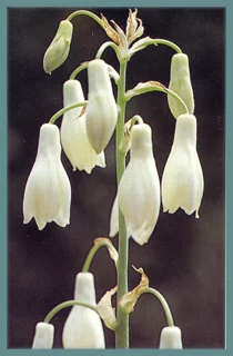 Galtonia candicans
