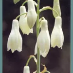 Galtonia candicans