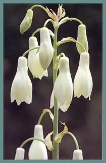 Galtonia candicans